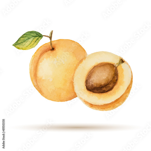 Apricot