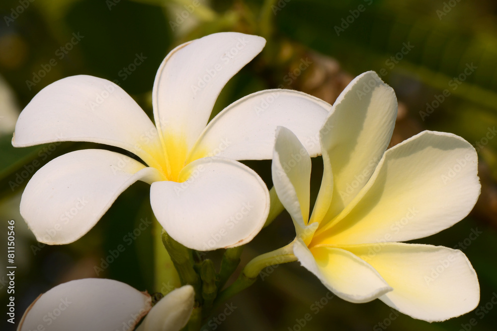 Frangipani flowers, Frangipani, Pagoda tree or Temple tree. Frangipani flowers, Frangipani, Pagoda tree or Temple tree.