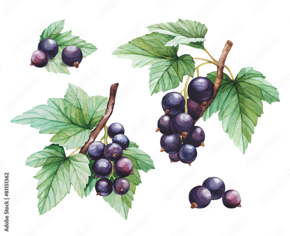 Watercolor black currants illustrations Watercolor black currants illustrations