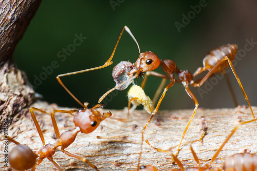 Red ants are feeding