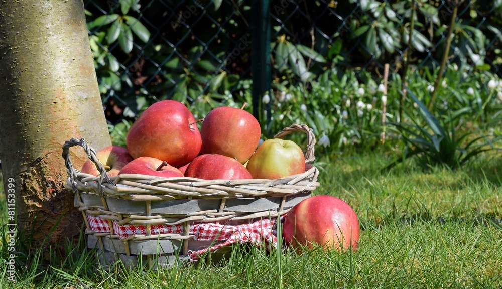 A basket of red apples next to a tree in an orchard A basket of red apples next to a tree in an orchard