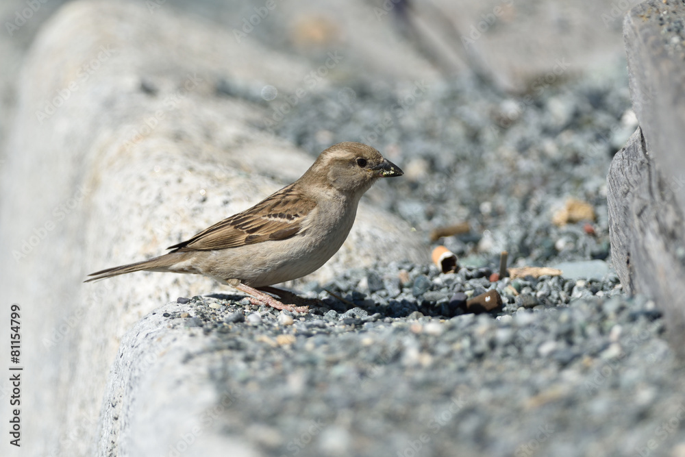 Passerotto Passerotto