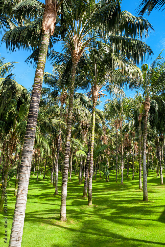 Palm grove