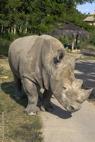 Rhino on wild