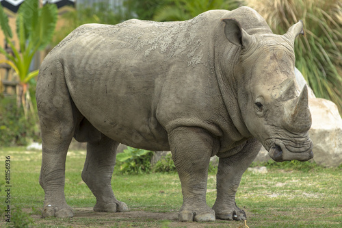 rhino in side view