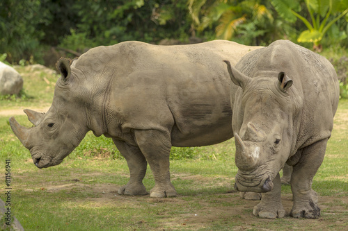 thow rhino in wild photo