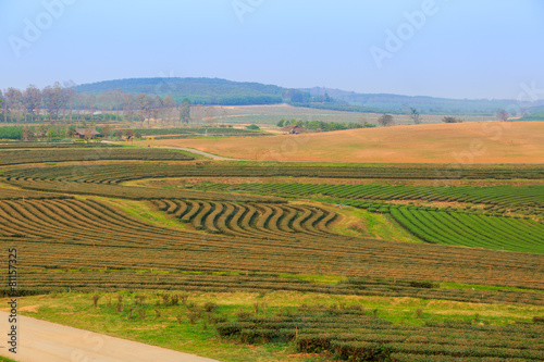 Green tea field plantation in thailand