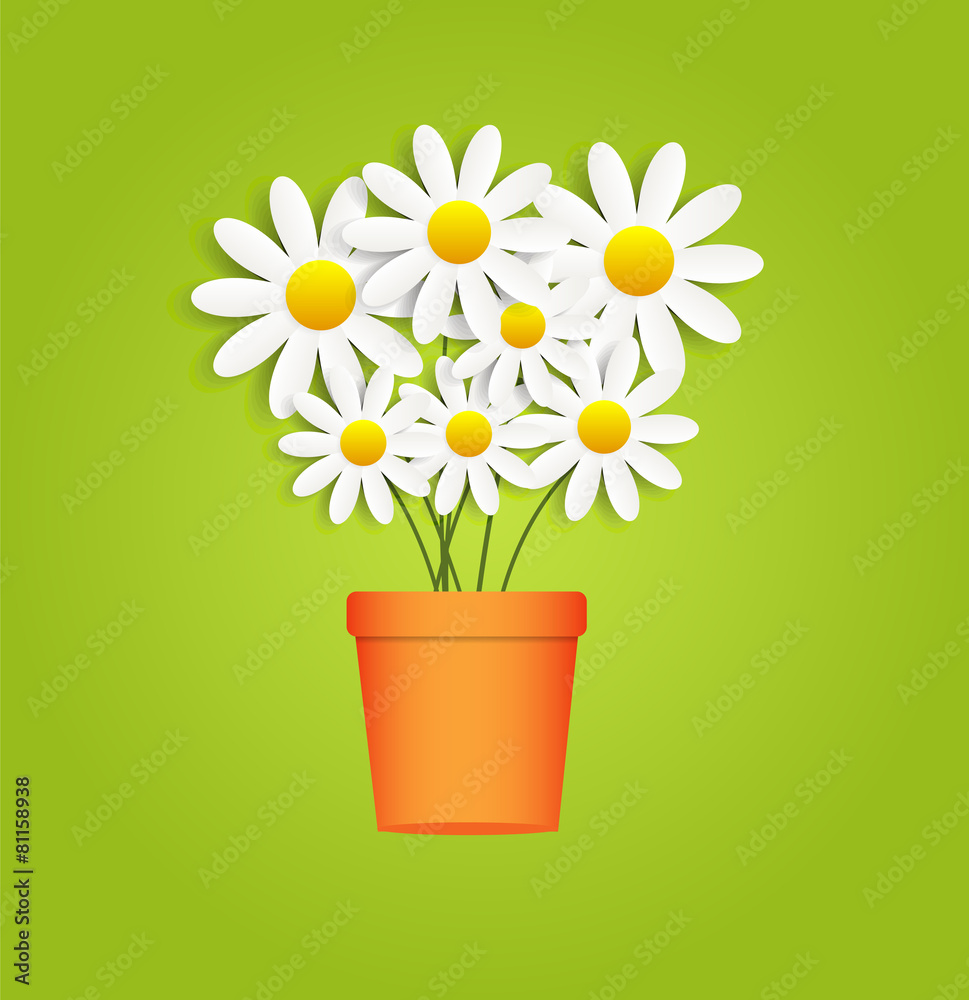 Flora Daisyl Design Vector Illustartion Flora Daisyl Design Vector Illustartion