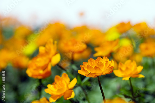 orange globe-flower