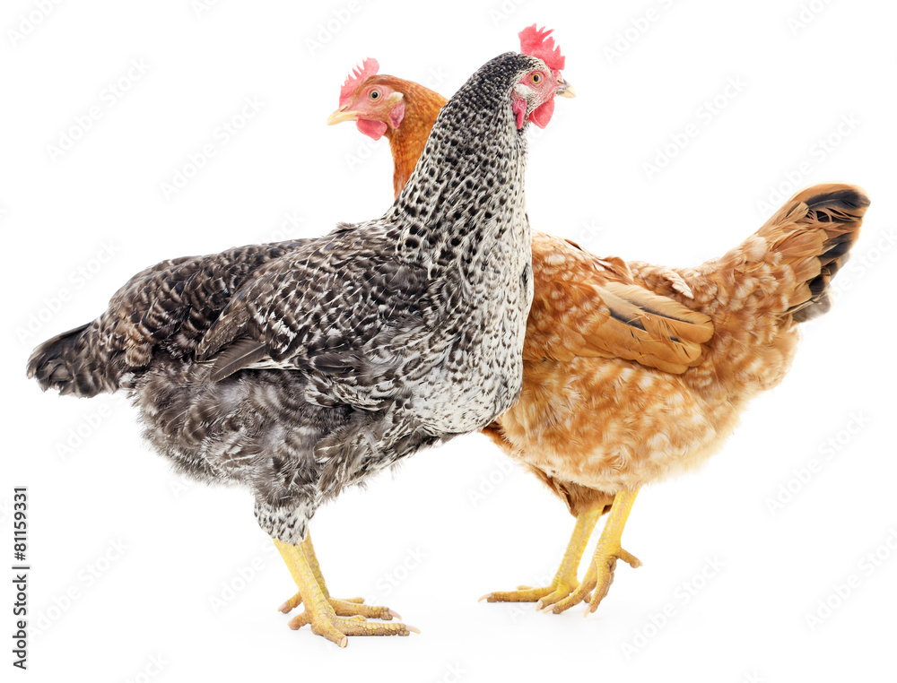 Two hens Two hens