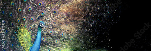Fototapeta Kolorowy paw z rozłożonym ogonem na czarnym tle szeroka