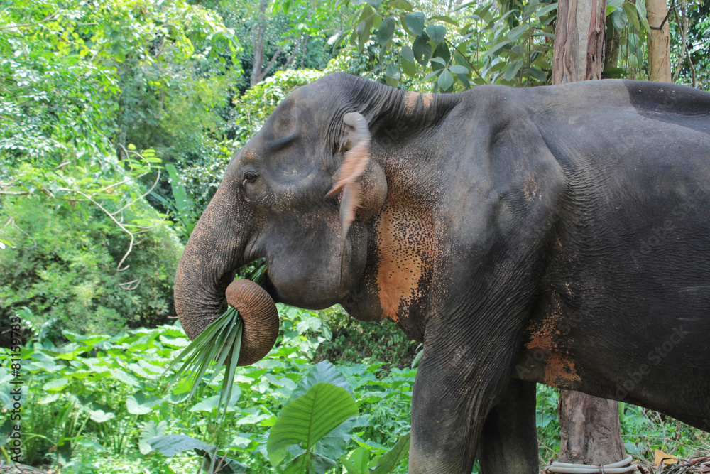 Fototapeta premium Elephant in Thailand