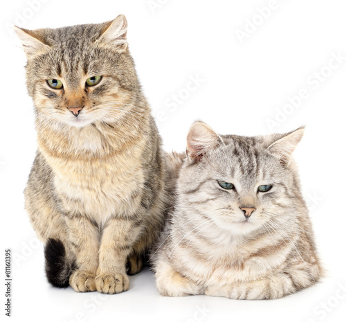 Photography Two cat