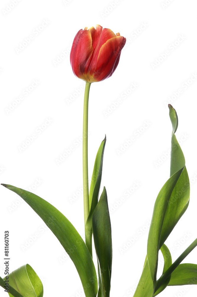 red tulip on white background