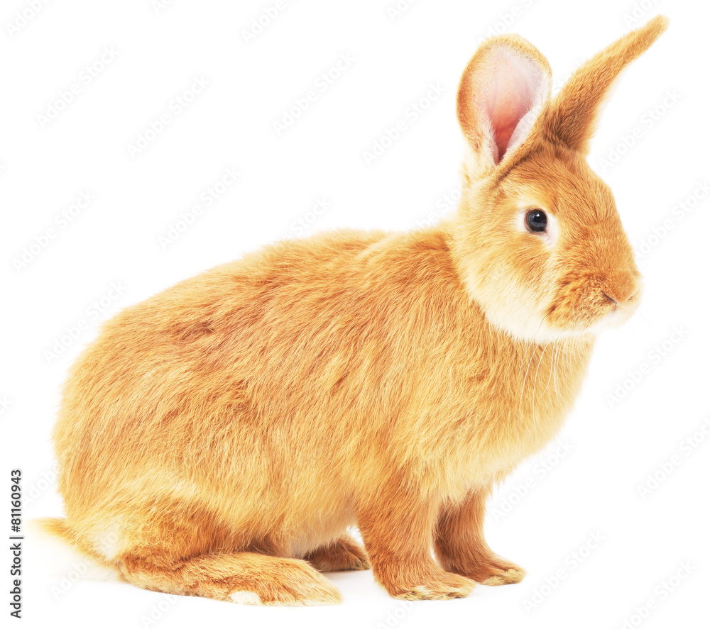 Obraz premium Rabbit