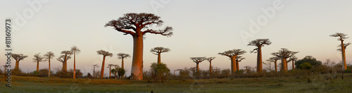 Fotografia, Obraz Baobab Alley - Madagascar