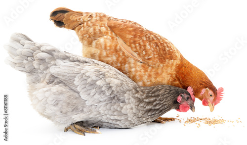 Two hens and grains