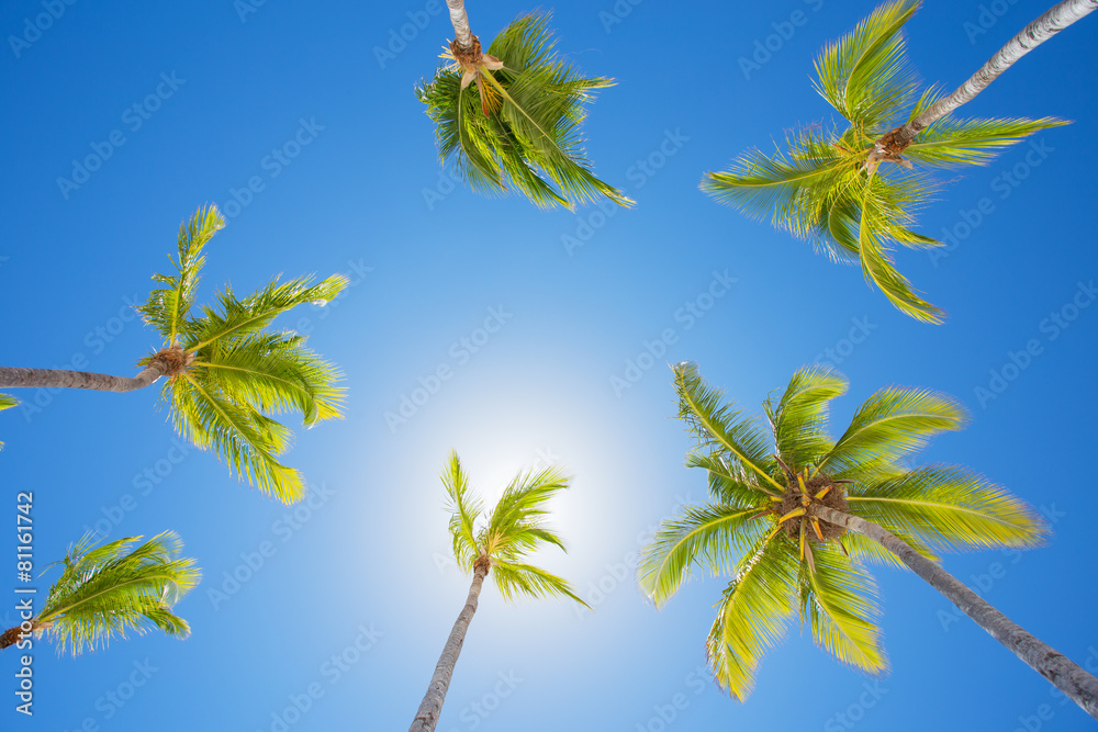Palm trees on bright summer day against clear blue sky Palm trees on bright summer day against clear blue sky