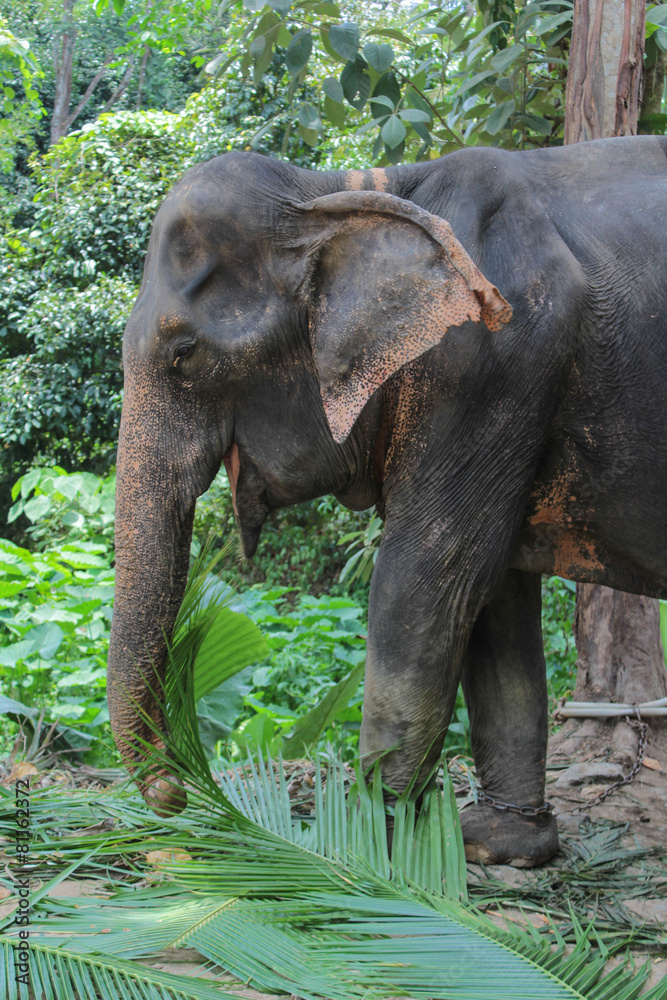 Fototapeta premium Elephant in Thailand