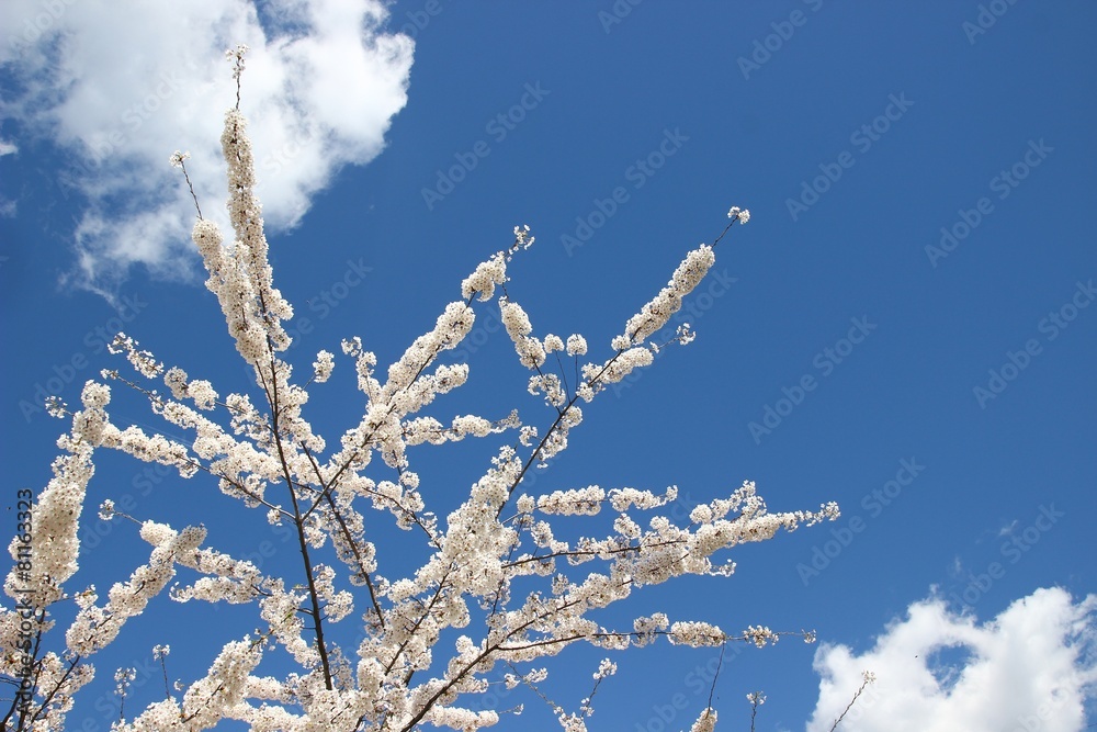 Blossom cherry branches