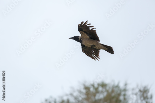 Flying hooded crow