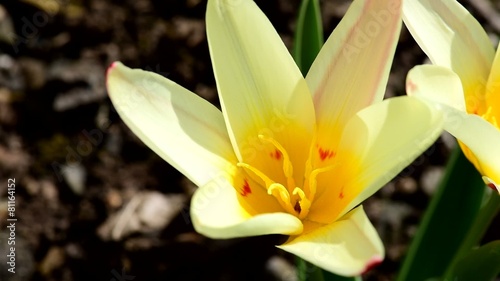 Tulipa batalinii & honeybee photo