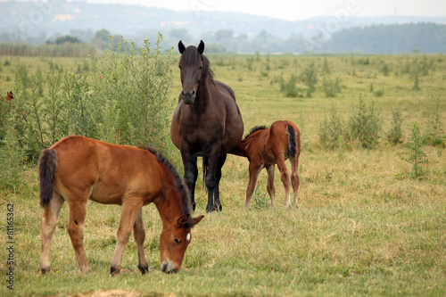 mare with foals on pasture