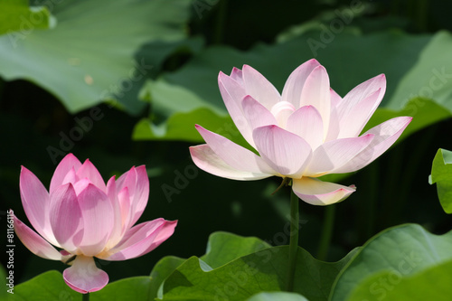 Two lotuses in the park lily