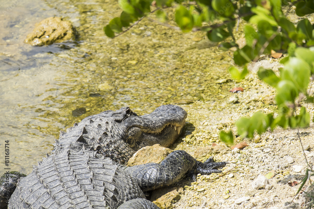 Fototapeta premium American Alligator Sunbathing on a Riverbank