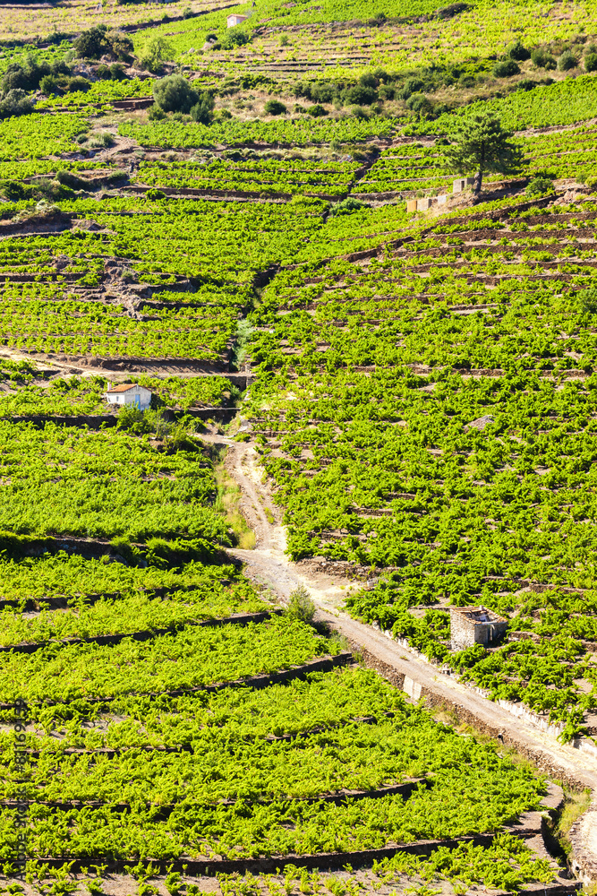 vineyard on Cote Vermeille near Port-Vendres, Languedoc-Roussill