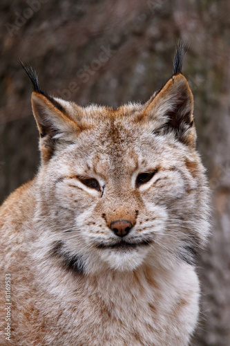 Close-up portrait of an Eurasian Lynx © indukas