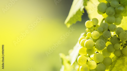 Canvas Print White grapes