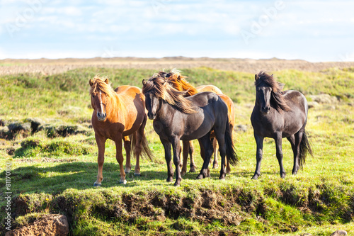 Horses in a green field of Iceland
