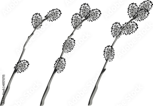 Pussy willow branches