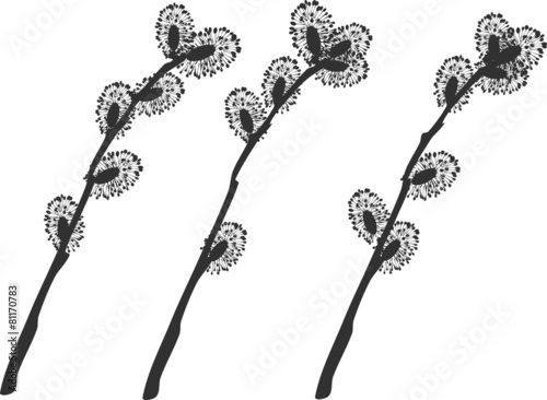 Pussy willow branches silhouette