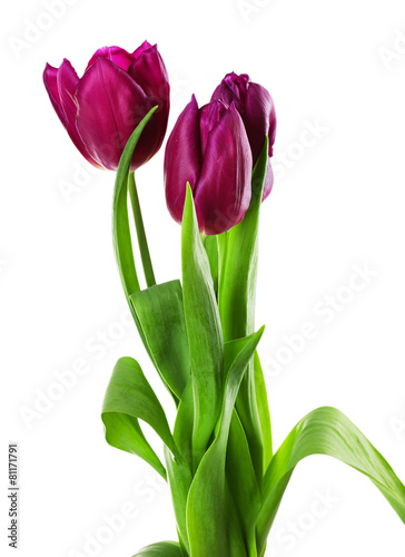 Color tulips isolated on white