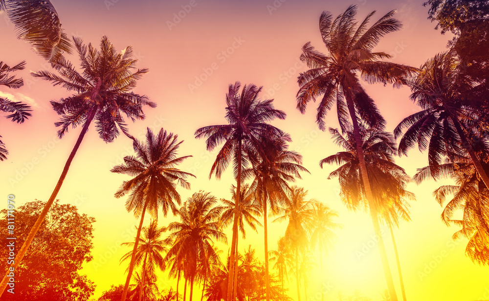 Golden sunset, nature background with palms.