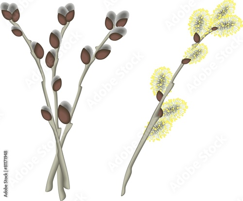 Pussy willow branches