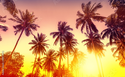 Golden sunset, nature background with palms. © MaciejBledowski