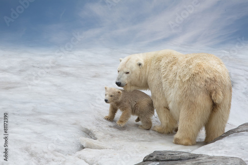 family of polar bears to stand on snow
