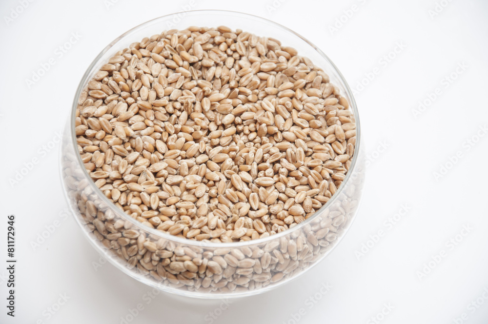 Wheat Wheat