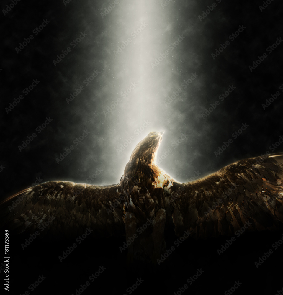 Underside of Golden Eagle Flying Lit by Spotlight Stock Photo Adobe Stock