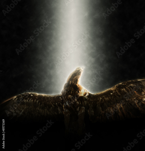 Underside of Golden Eagle Flying Lit by Spotlight