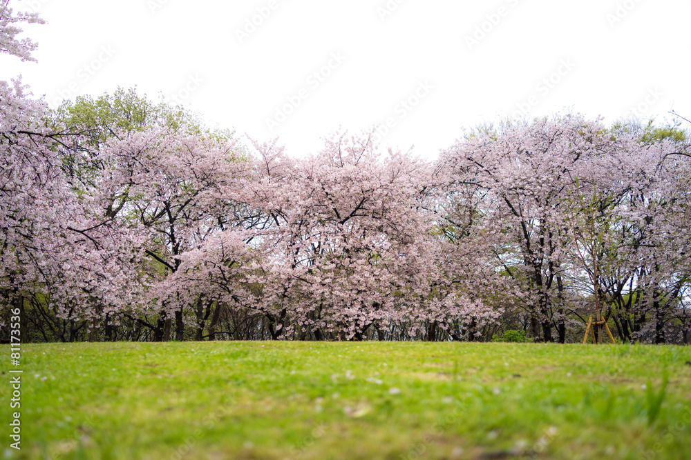 桜のある風景