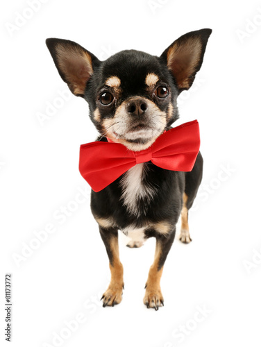 Cute chihuahua puppy in red bow tie isolated on white © Africa Studio