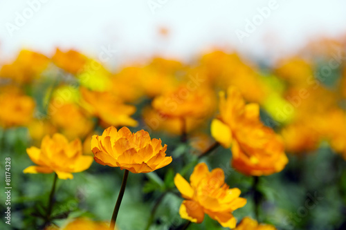 orange globe-flower