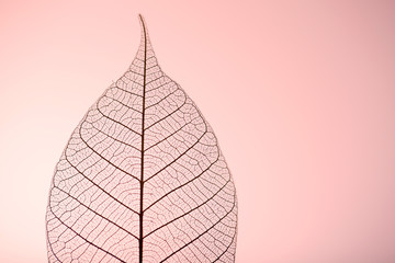 Papier peint photo Nervures de feuilles Skeleton leaf on pink background, close up  © Africa Studio