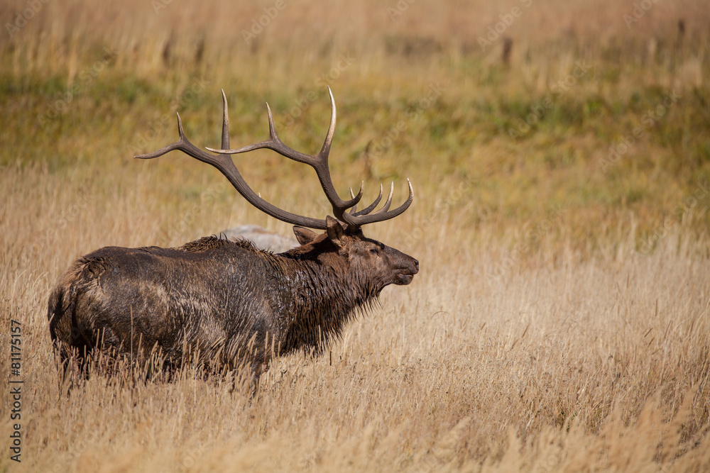 Bull Elk in Rut Bull Elk in Rut
