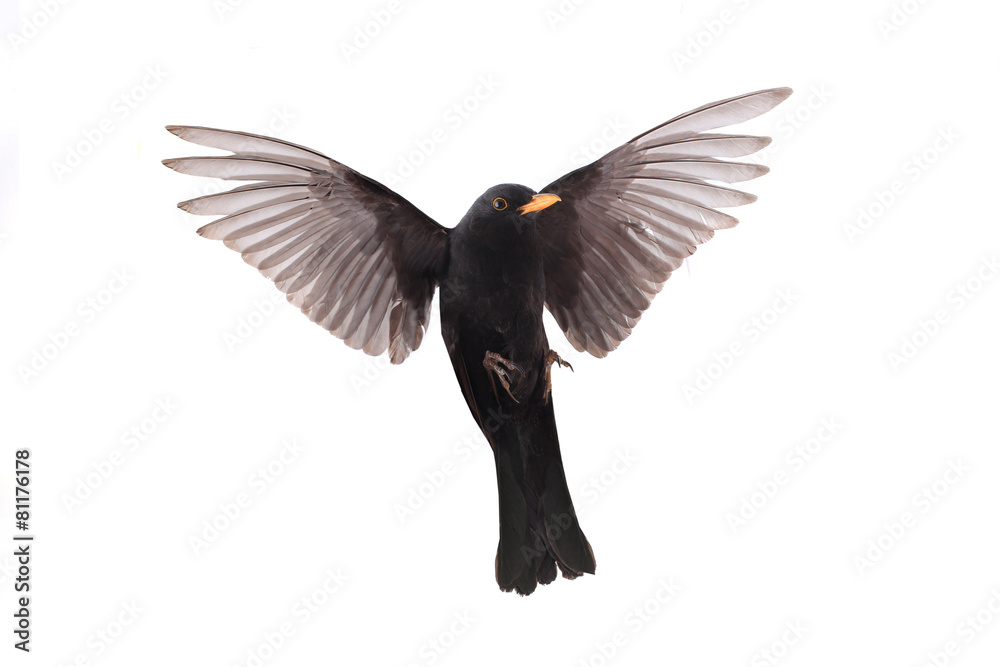 Naklejka premium blackbird