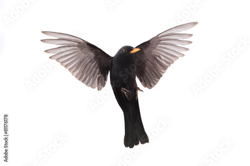 blackbird photo